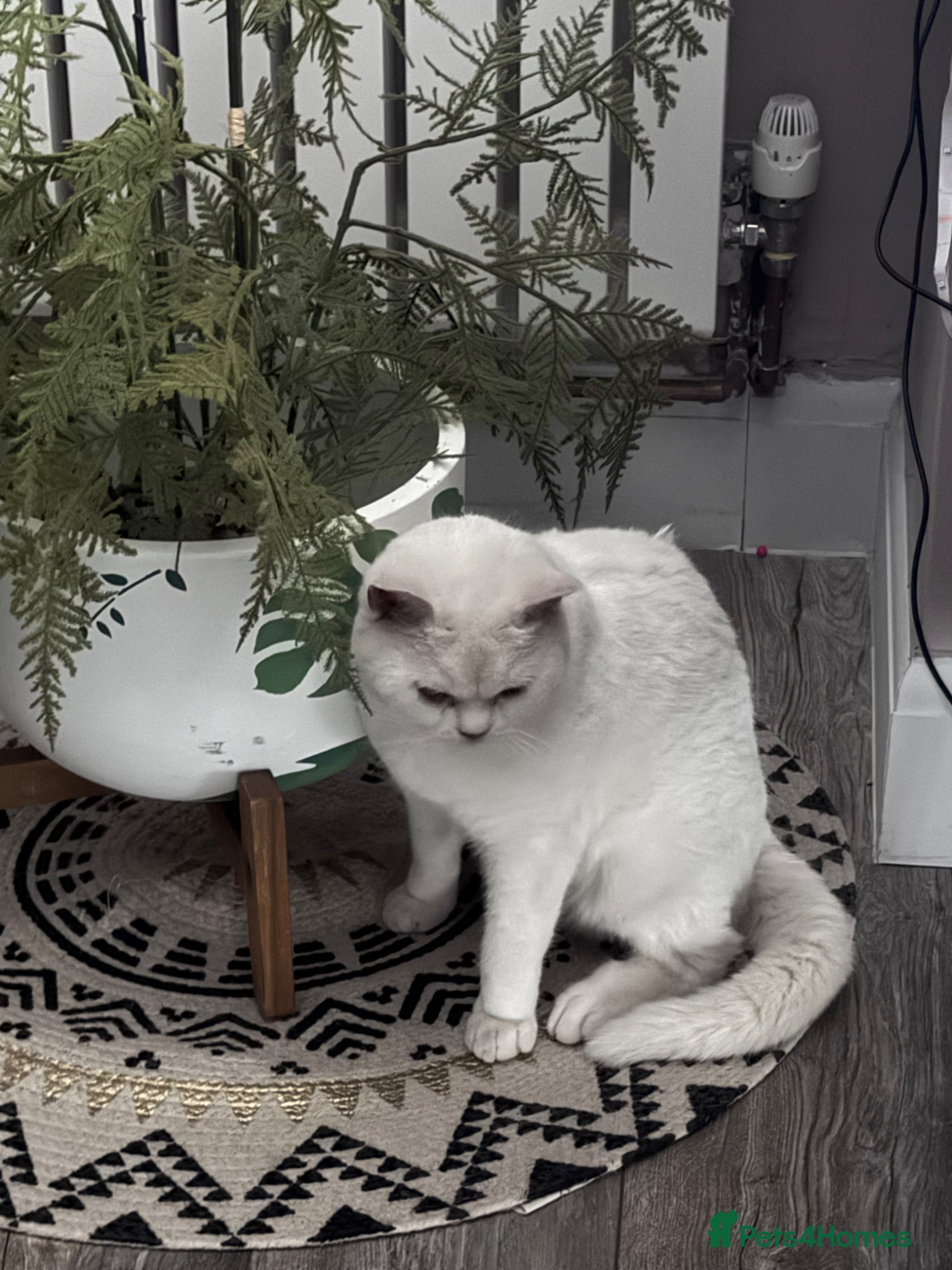 British Shorthair cats Beautiful white BSH  - Advert 5