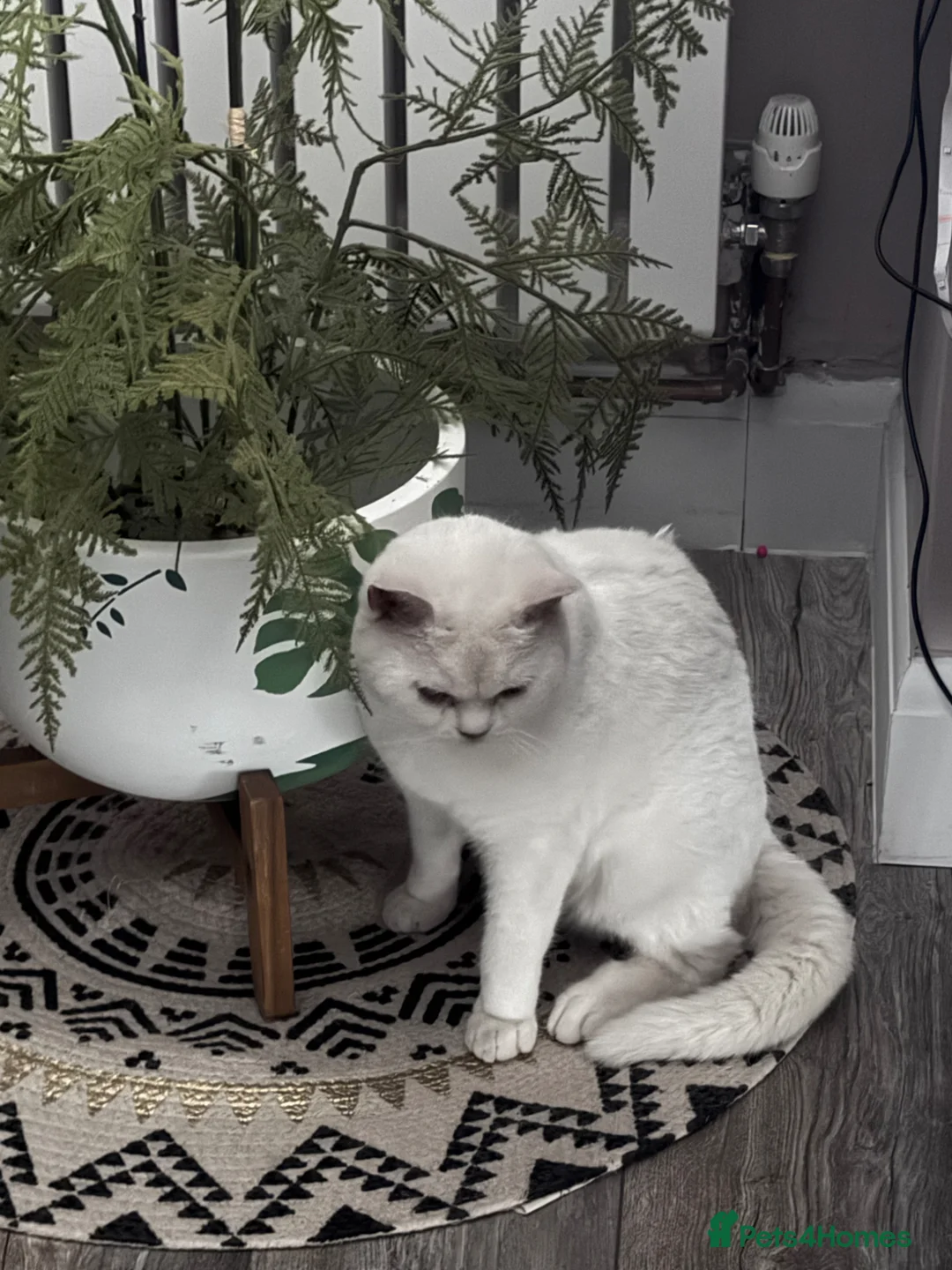 British Shorthair cats for sale: Beautiful white BSH  in Bilston - Advert 1