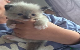 Ragdoll cats for sale: Ragdoll kittens - Image 1