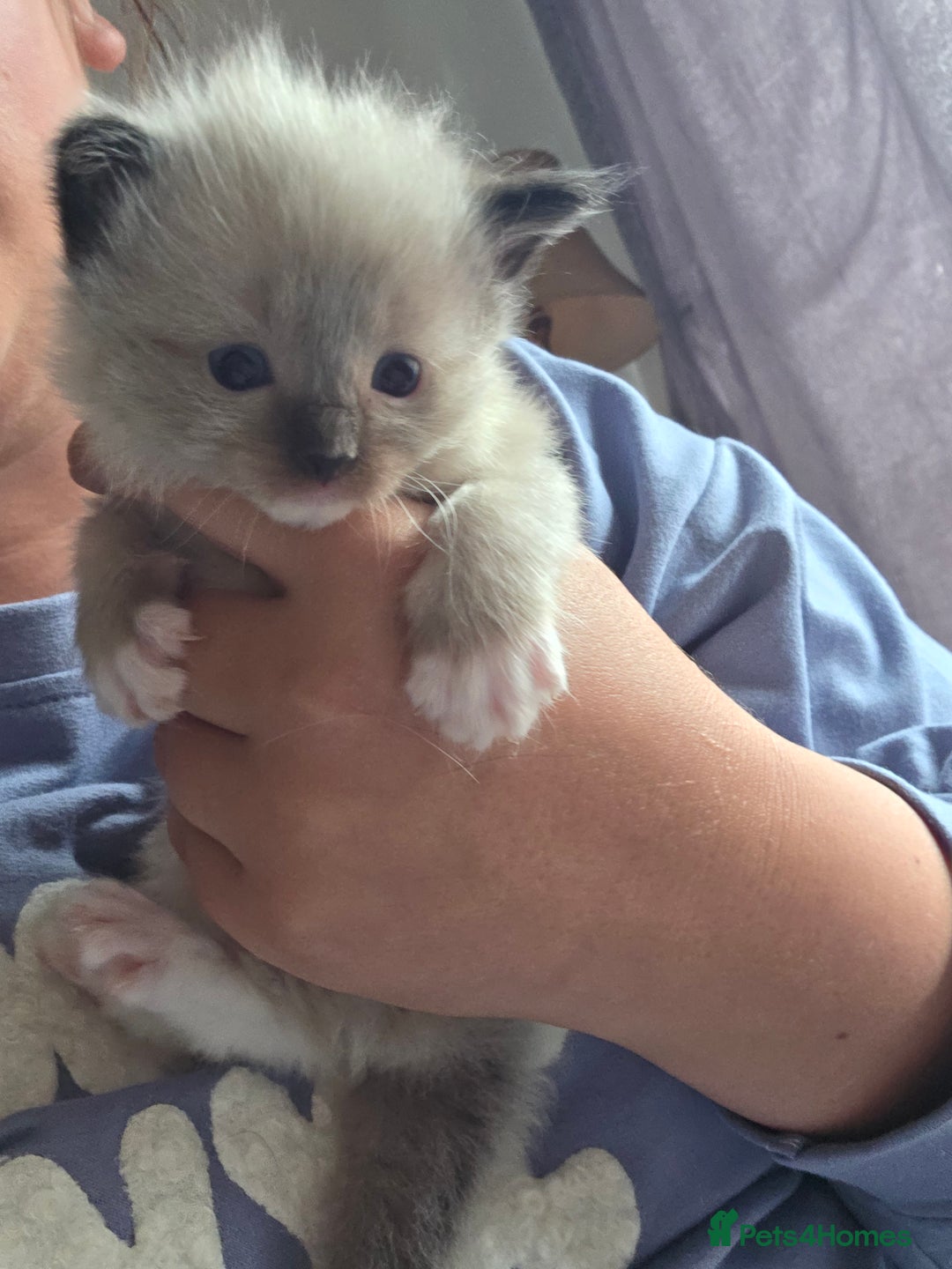 Ragdoll cats for sale: Ragdoll kittens - Image 1