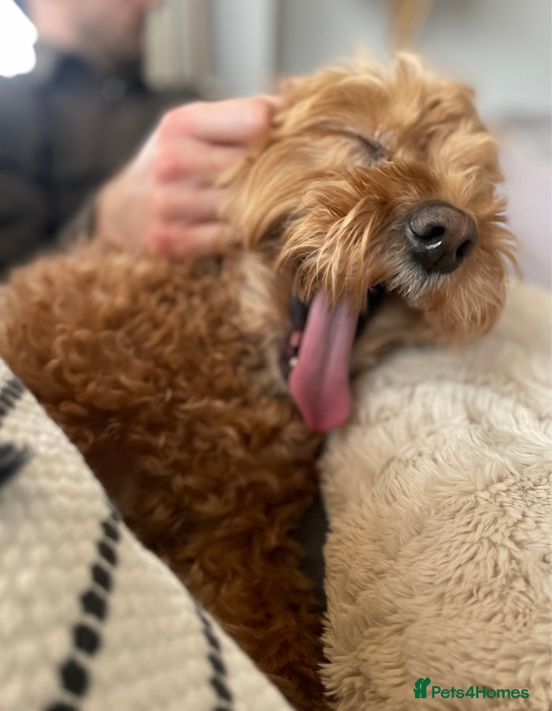 Cavapoo dogs for sale: F1 waiting list open. Heart/eye tested parents - Image 7