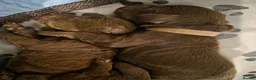 Cockapoo dogs for sale: Beautiful Chocolate Cockapoos  in Stafford - Advert 19