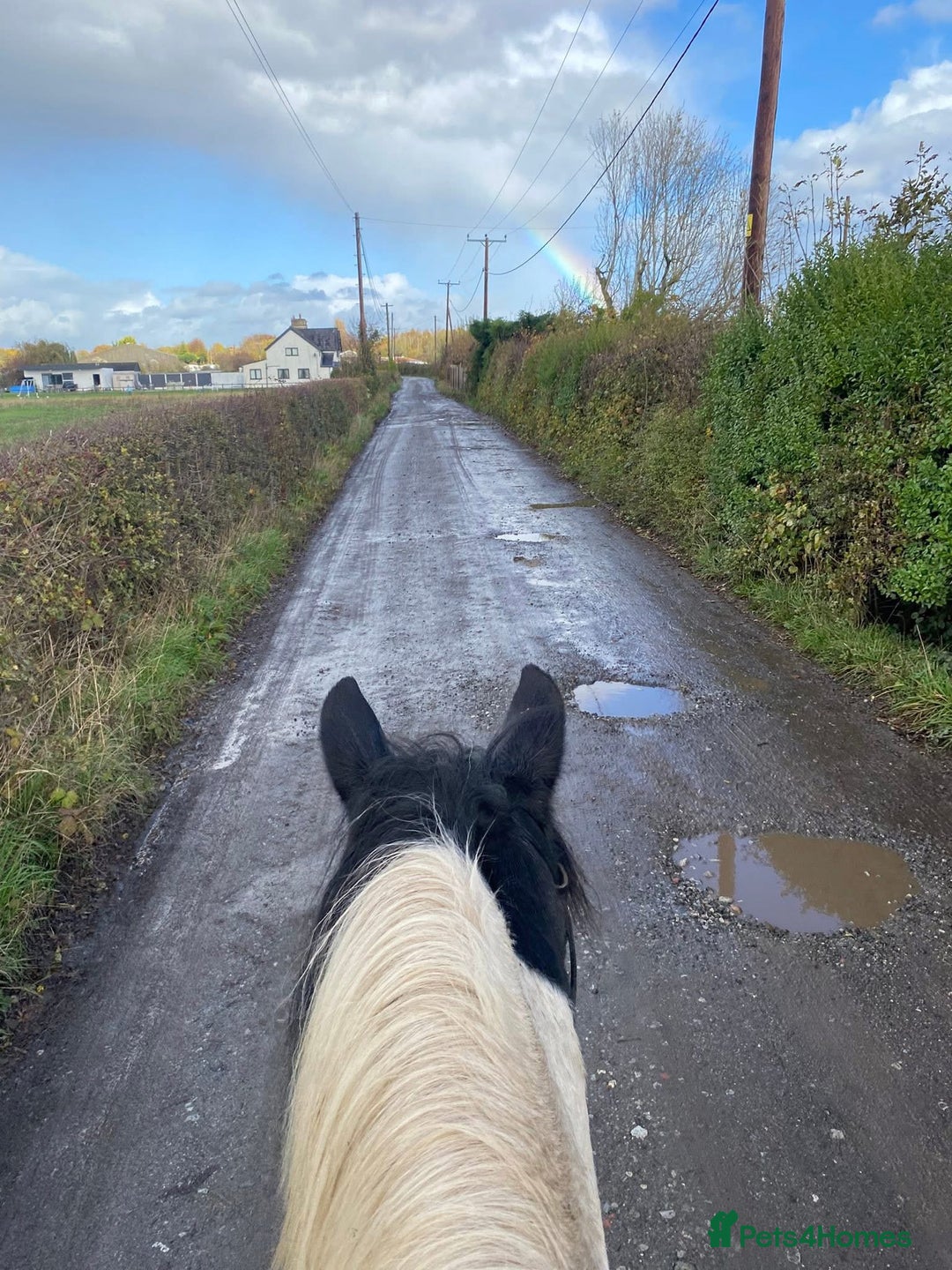 Irish Cob horses for sale: Happy Hacker for sale  - Advert 2