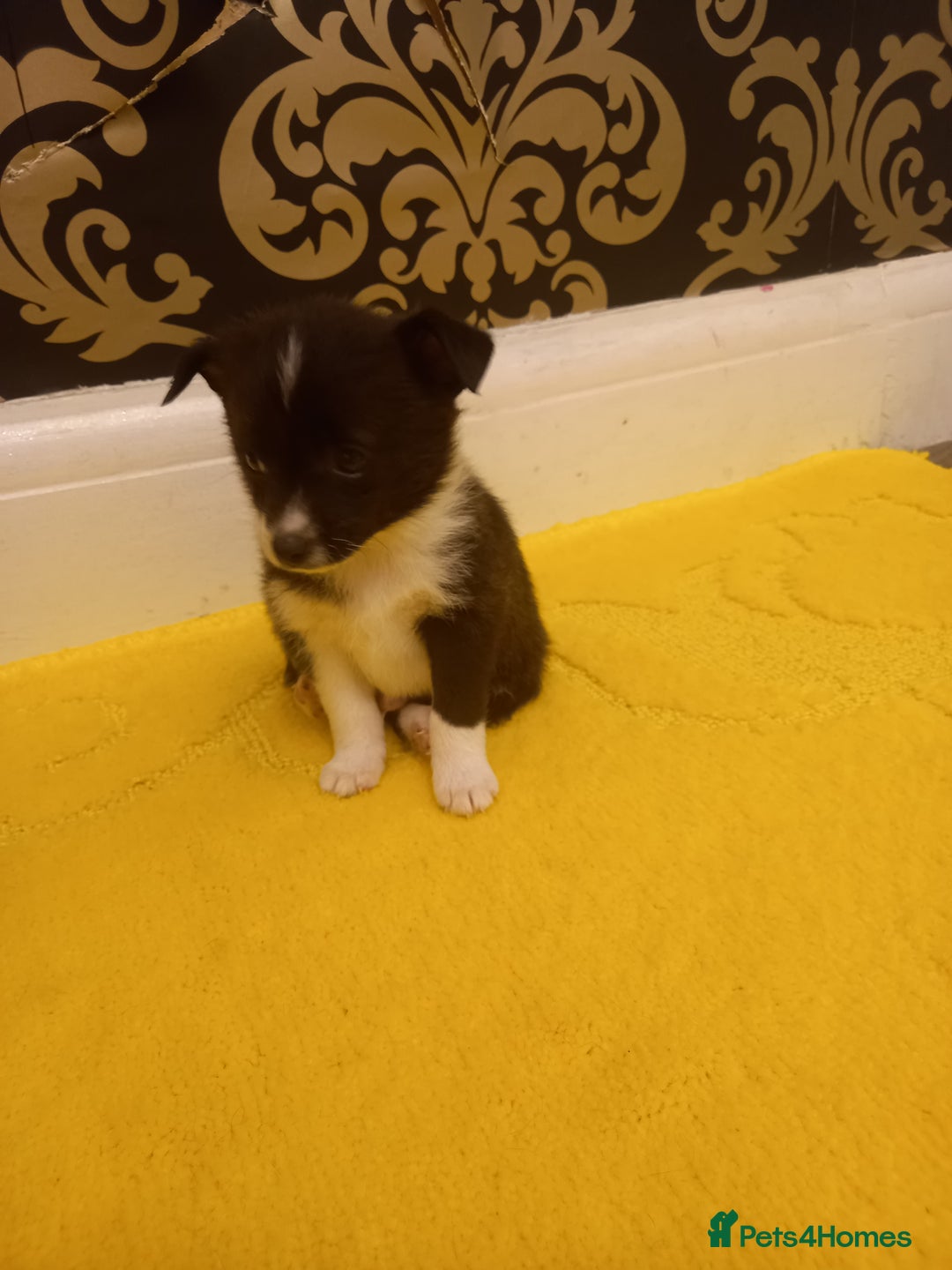 Mixed Breed dogs for sale: Jack Russell Pups in Braintree - Image 4