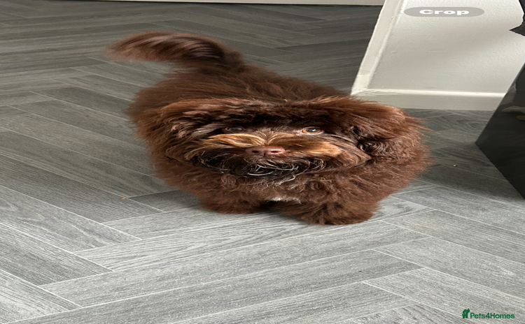 Maltipoo dogs - Advert 4