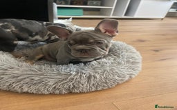 French Bulldog dogs for sale: Reduced Fench bulldogs open to closet offer - Image 21