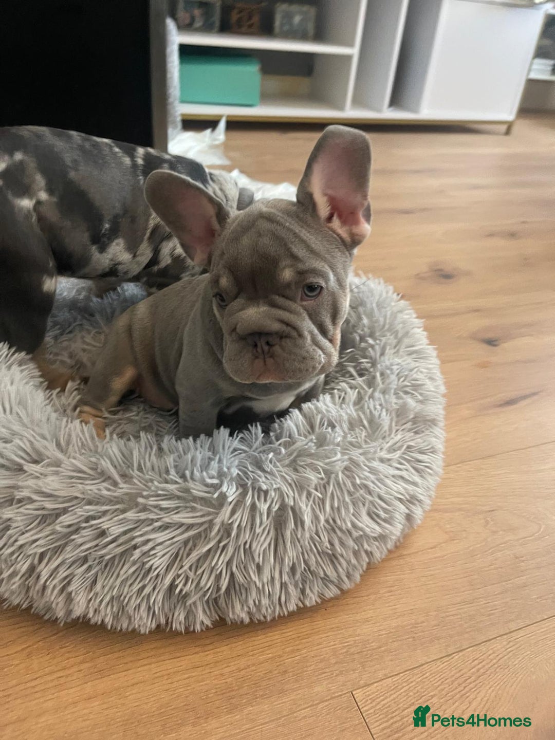 French Bulldog dogs for sale: Reduced Fench bulldogs open to closet offer - Image 21