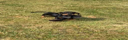Dachshund dogs for sale: 3 Gorgeous puppies available  - Advert 4
