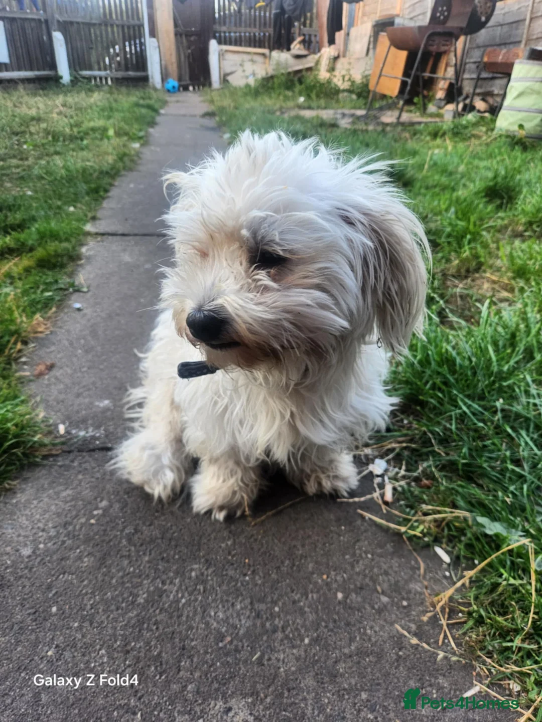 Bichon Frise dogs for sale: 3 adorable boys  - Advert 1