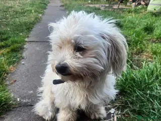 Bichon Frise dogs 3 adorable boys - Advert 1