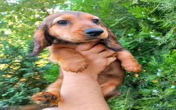 Miniature Dachshund dogs for sale: mini long hair pups for sale  - Image 1