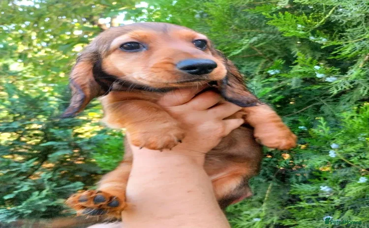 Miniature Dachshund dogs - Advert 1