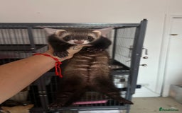 Ferret rodents for sale: Lovely jill couple (PRICE INCLUDES CAGE & ACC.) - Image 1