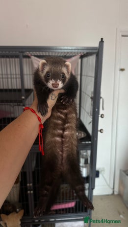 Ferret rodents - Advert 19