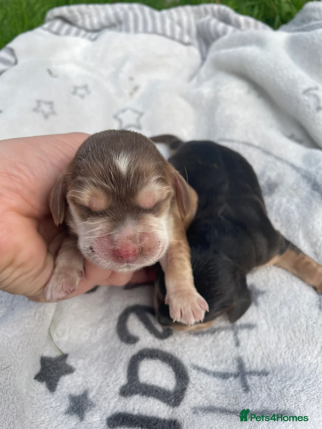 Cocker Spaniel dogs for sale: ⭐️Adorable Show Cocker Spaniel Puppies⭐️ - Advert 9