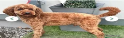 Cockapoo dogs for sale: Amazing array of colours F1 Cockapoo’s - Advert 21