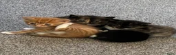 British Longhair cats for sale: Maine coon  mother -  5 half Maine coon kittens  - Advert 25
