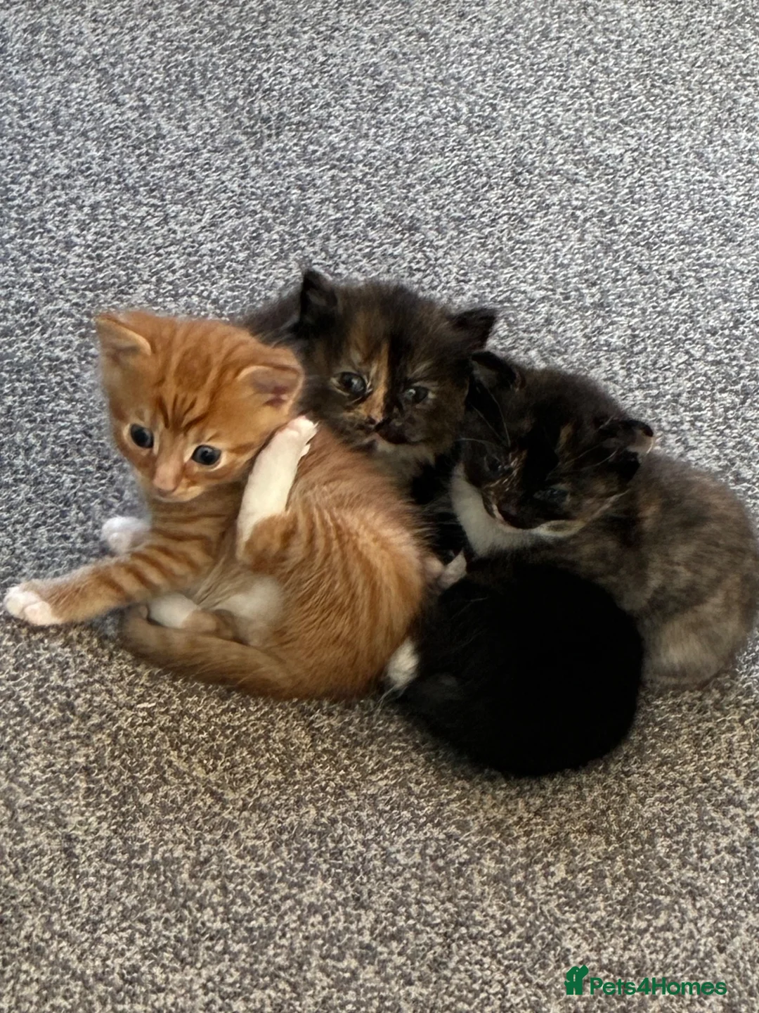 British Longhair cats for sale: Maine coon  mother -  5 half Maine coon kittens  - Advert 25