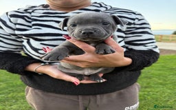Staffordshire Bull Terrier dogs for sale: Gorgeous KC Reg/Health Tested Blue SBT Puppies - Image 31