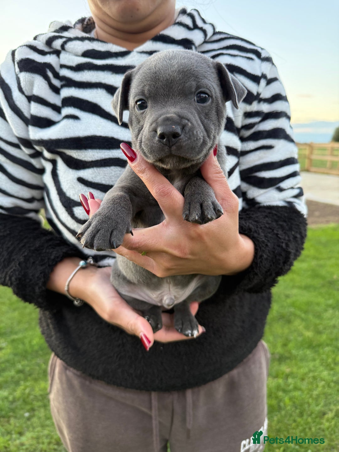 Staffordshire Bull Terrier dogs for sale: Gorgeous KC Reg/Health Tested Blue SBT Puppies - Image 31