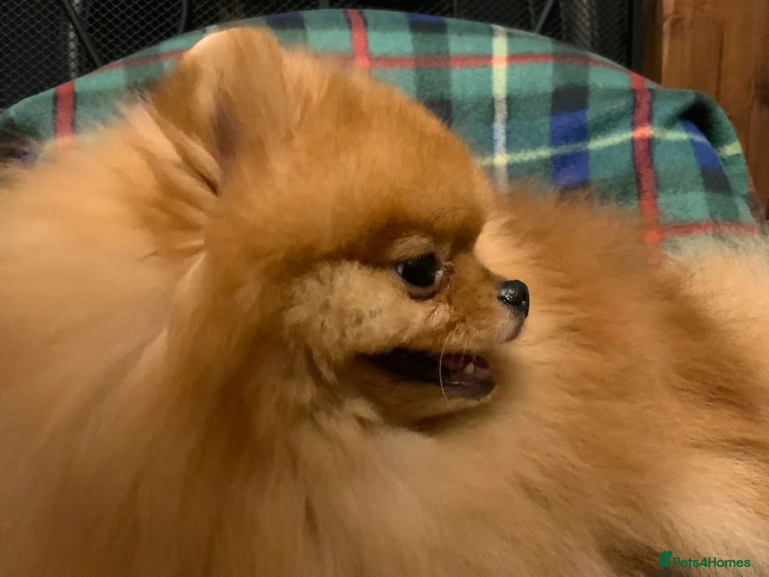 Pomeranian dogs for stud: Stunning orange sable boy for stud in Lanark - Advert 7