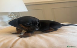 Miniature Dachshund dogs for sale: Miniture dachshund puppy’s  - Image 3