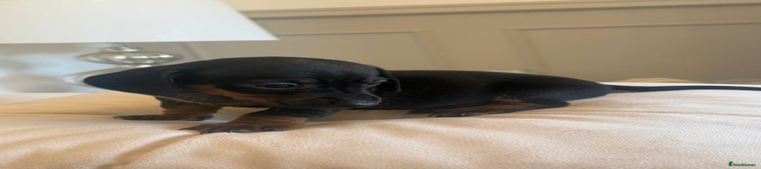 Miniature Dachshund Puppy 1