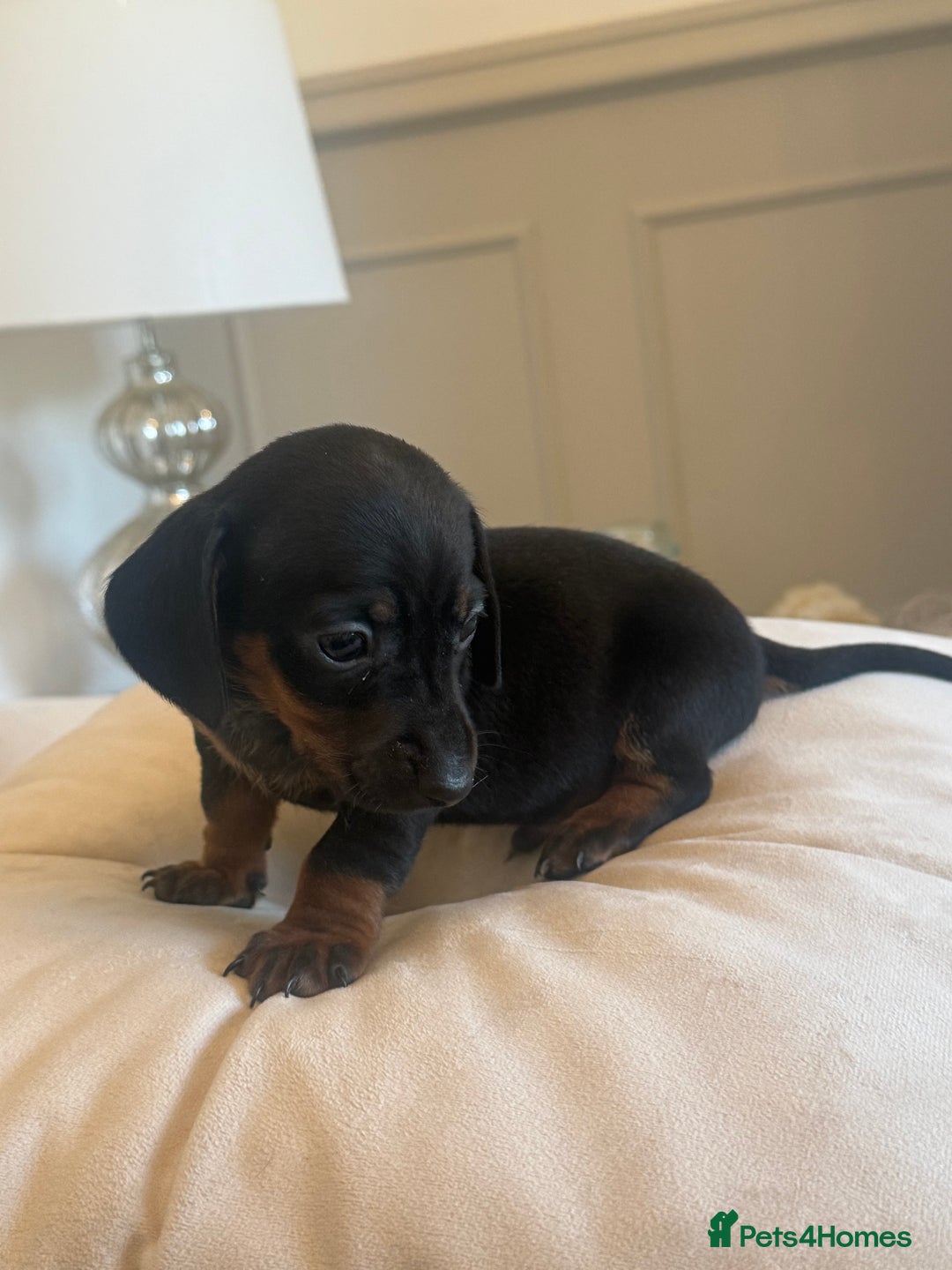 Miniature Dachshund dogs for sale: Miniture dachshund puppy’s  - Image 3