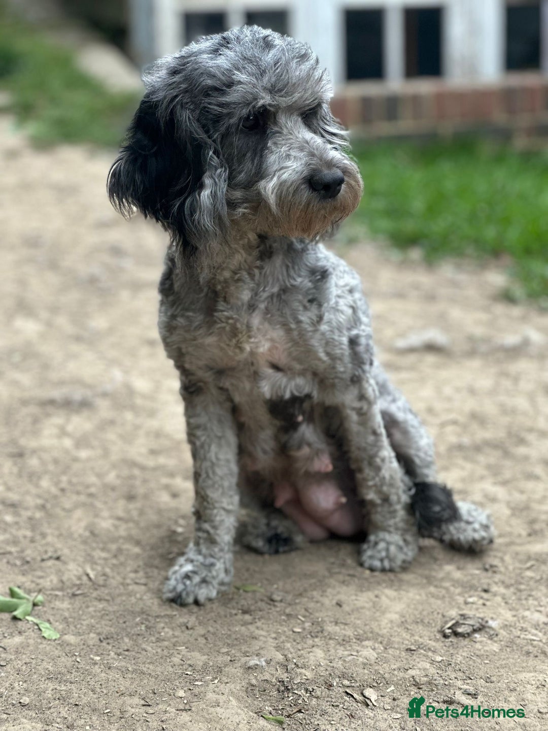 Cockapoo dogs for sale: F2 Cockapoo puppies for sale  - Image 7