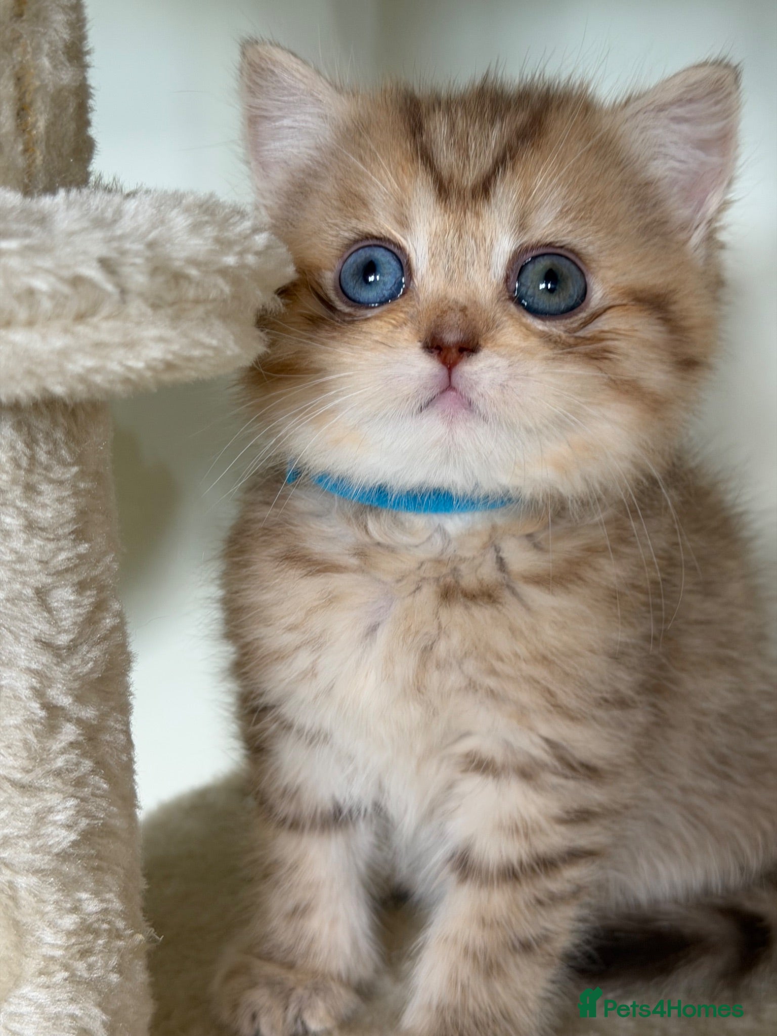 British Shorthair cats British sh odd/blue eyed adorable kittens GCCF  - Advert 16