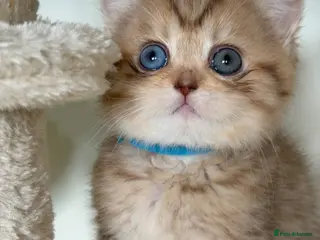 British Shorthair cats British sh odd/blue eyed adorable kittens GCCF - Advert 16