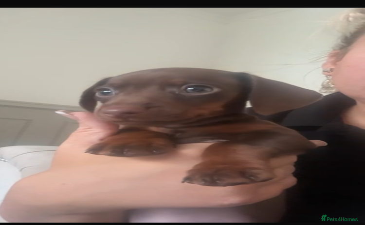 Miniature Dachshund dogs - Advert 15