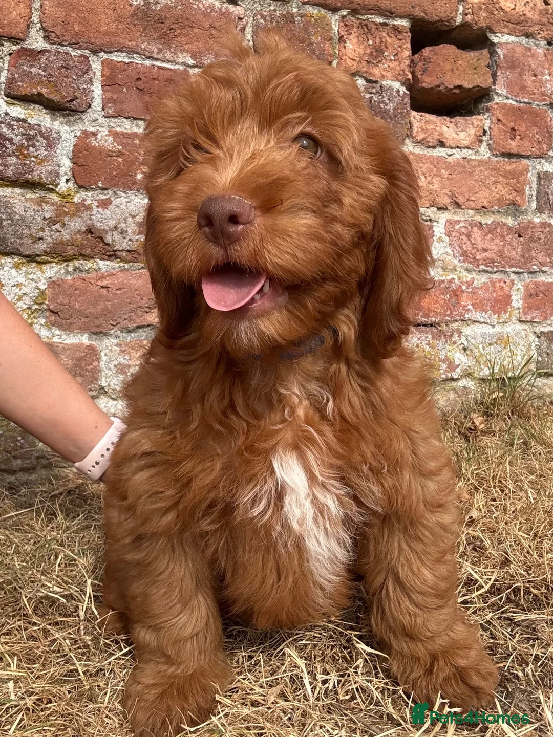Cockapoo dogs for sale: F1 Cockapoo Boy KC Parents DNA Health Tested Dad  - Advert 2