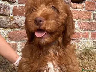 Cockapoo dogs F1 Cockapoo Boy KC Parents DNA Health Tested Dad - Advert 17