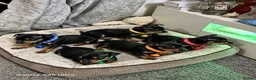 Miniature Pinscher dogs for sale: Beautiful Miniature Pinscher Puppies–4 Girls&1 boy - Advert 4