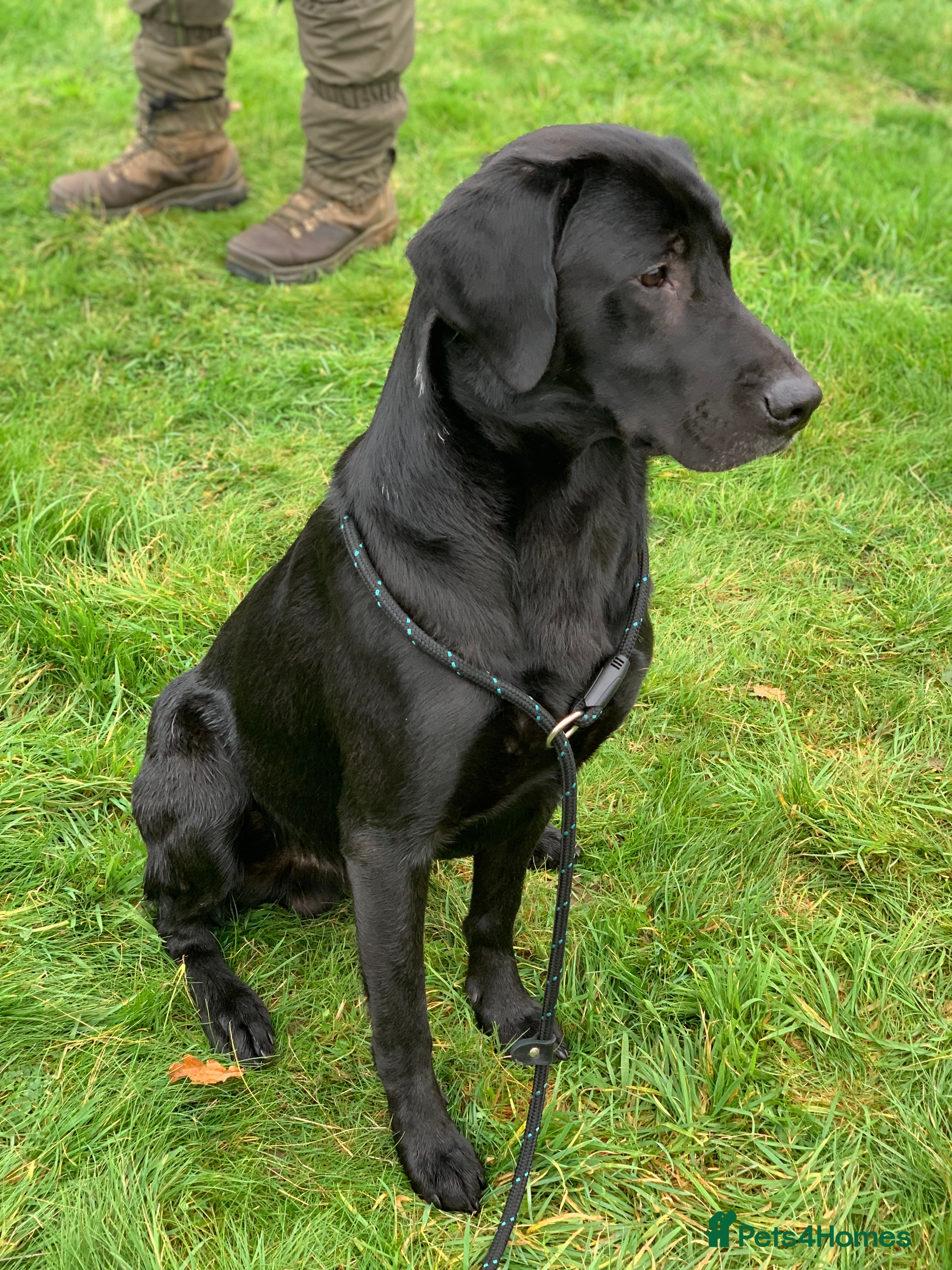 Labrador Retriever dogs Exceptionally Well Bred, Black Labrador for Stud in King's Lynn - Advert 1