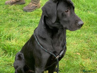 Labrador Retriever dogs Exceptionally Well Bred, Black Labrador for Stud in King's Lynn - Advert 7
