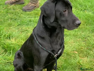 Labrador Retriever dogs Exceptionally Well Bred, Black Labrador for Stud in King's Lynn - Advert 21