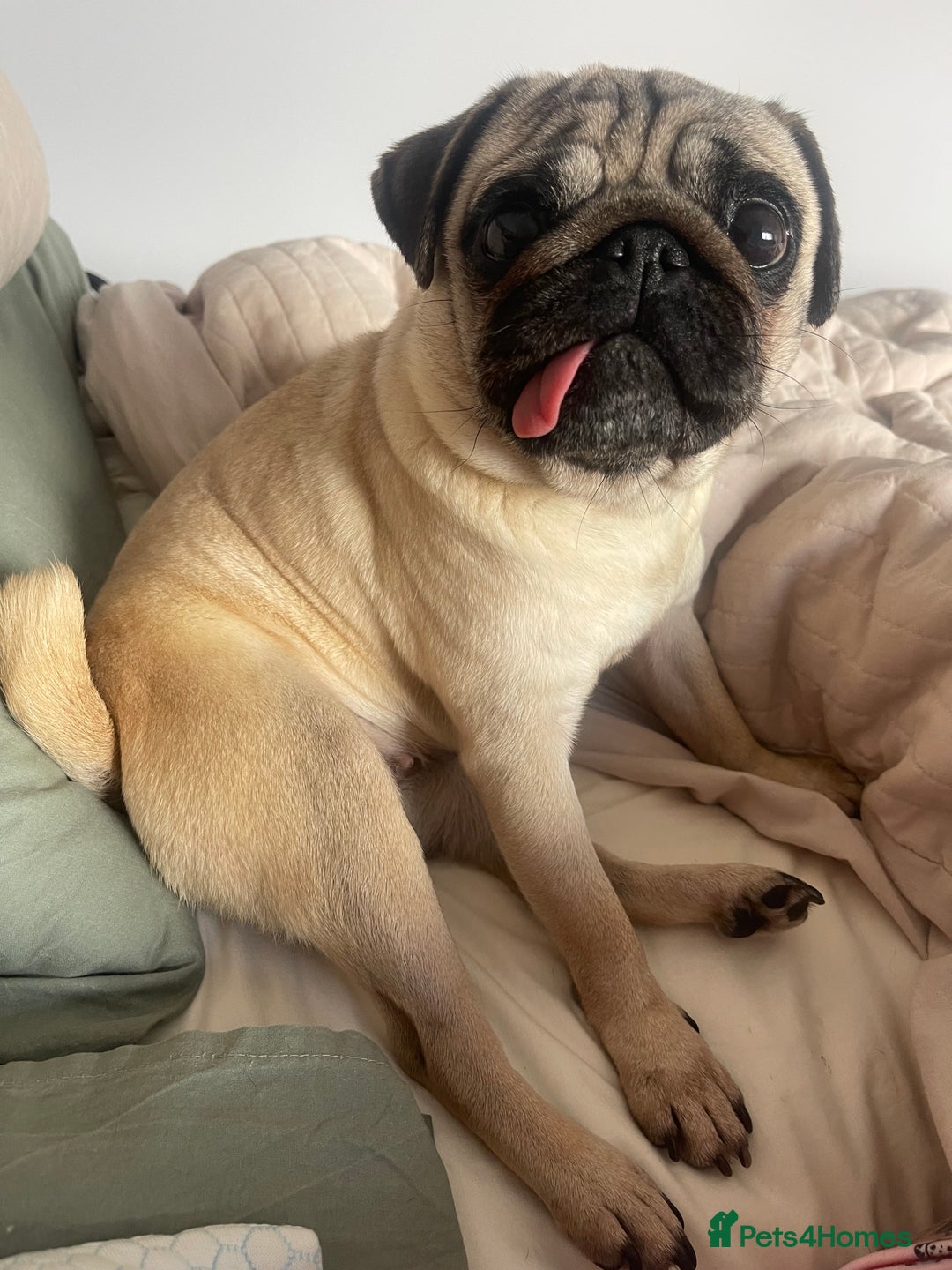 Pug dogs for sale: 5 year old female pug for sale  - Advert 1
