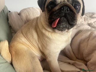 Pug dogs 5 year old female pug for sale - Advert 2