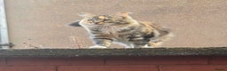 Mixed Breed cats for sale: 3 adult cats - Advert 3