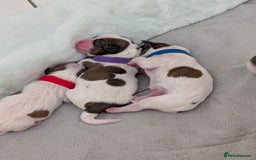 Shih Tzu dogs for sale: ShihApso  - Image 4