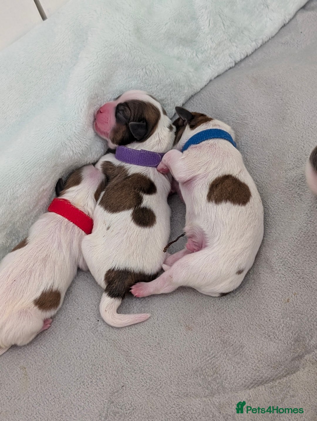 Shih Tzu dogs for sale: ShihApso  - Image 4