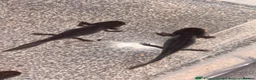 Axolotl reptiles for sale: Black melenoid axolotl  in Caldicot - Advert 9
