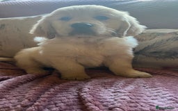 Golden Retriever dogs for sale: Golden Retriever huge big boned male puppy - Advert 11