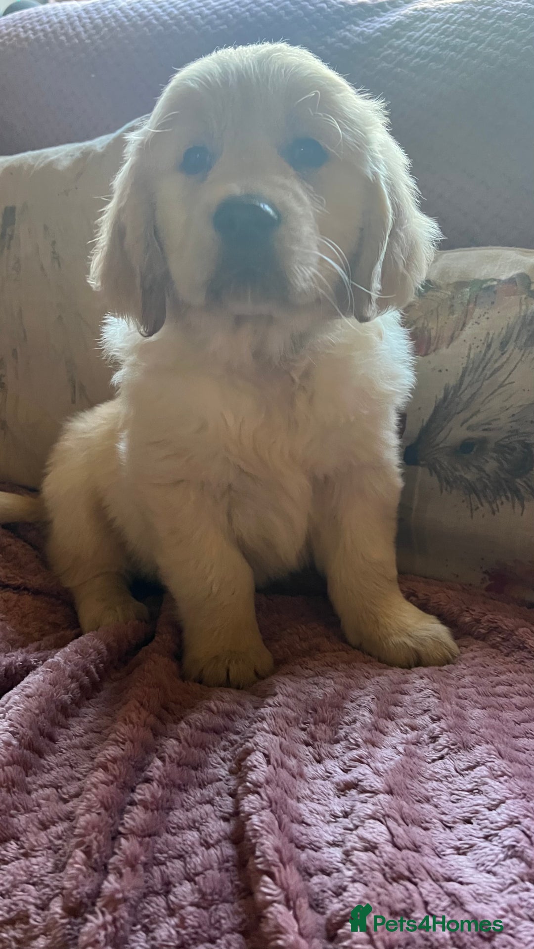 Golden Retriever dogs for sale: Golden Retriever huge big boned male puppy - Advert 11