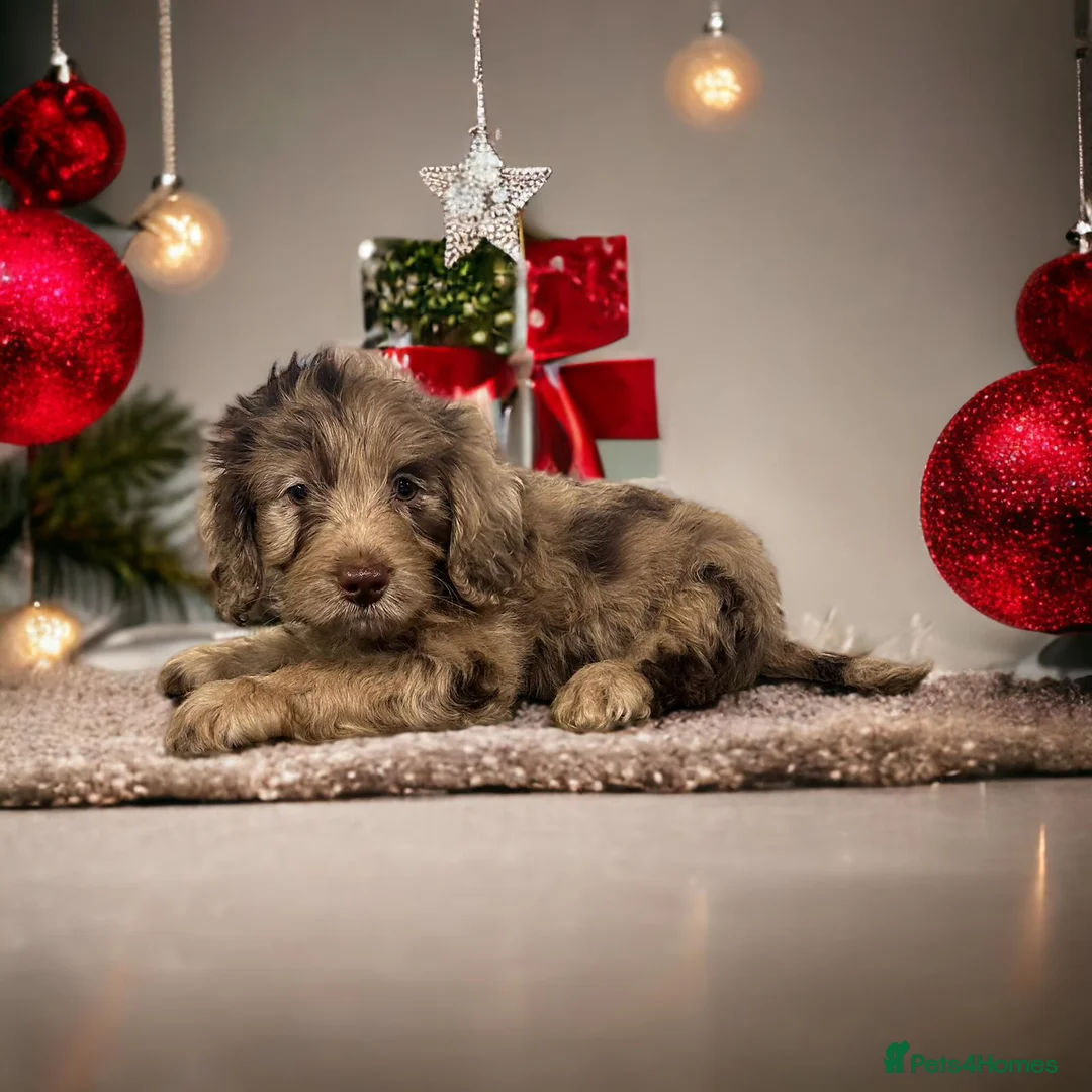 Poodle dogs for stud: Miniature rare chocolate merle health tested stud in Maesteg - Advert 12