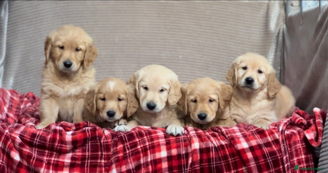Golden Retriever dogs for sale: STUNNING GOLDEN RETRIEVER PUPPIES READY NOW - Image 6
