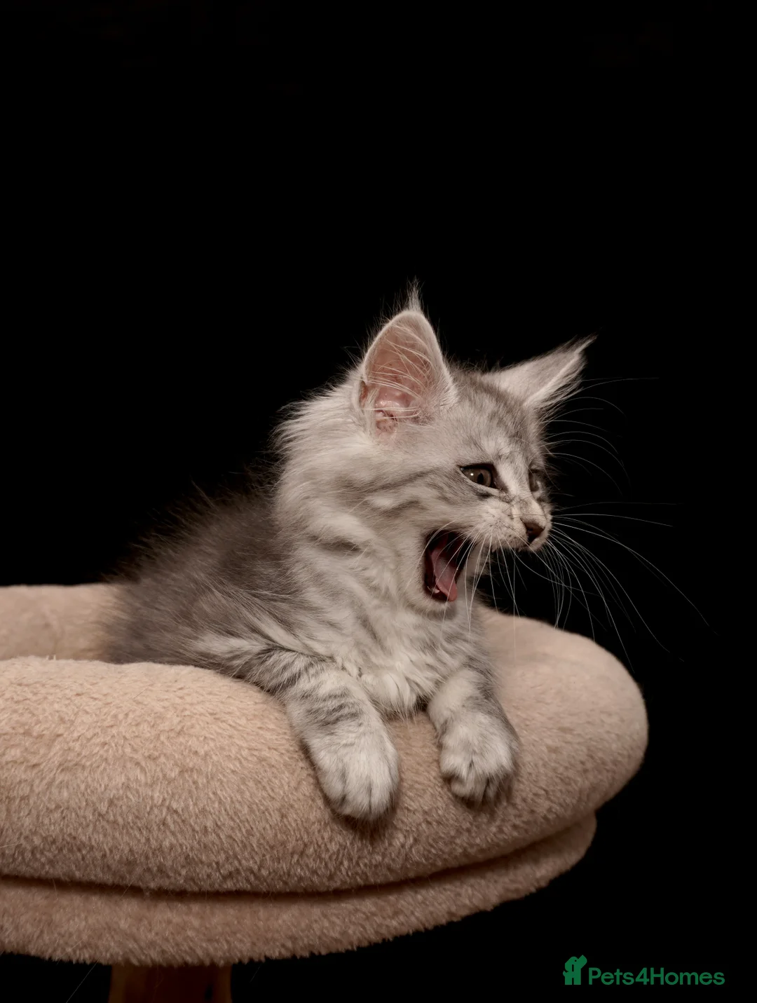 Maine Coon cats for sale: Black Silver classic tabby Mainecoon kittens - Advert 20