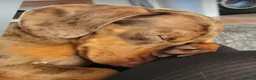 Dachshund dogs for stud: Miniature Dachshund for stud  in Newbiggin-by-the-Sea - Advert 6
